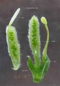  V.S.Young Ovary